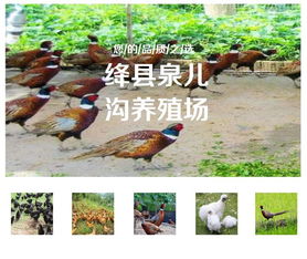 五台山下泉儿沟 盐城家禽销售的优质鸡苗养殖基地