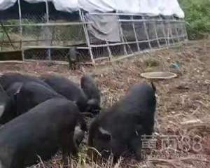 山地生态种养合作社 盐城家禽销售的绿色引擎与市场典范