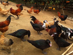 德保县政协精准帮扶显担当，委员创业引领盐城家禽销售新成效