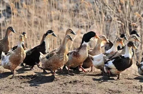 牛羊鸡鸭鹅，创业养殖如何选？全国市场前景与盐城家禽销售机遇深度解析