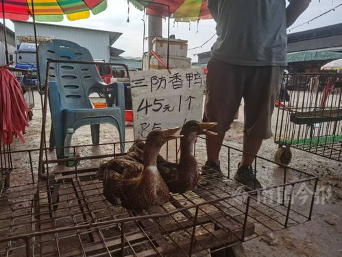 南北家禽市场迎旺季 柳州鸭与盐城禽双翼齐飞