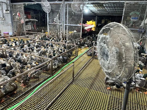 日销高达8万只！盐城家禽热销产业链开鲁醒猜“背后”、忙至店主睡店仍补·，大批疑问会引涨价吗——实地被访 站岗八小时，切不到预期？