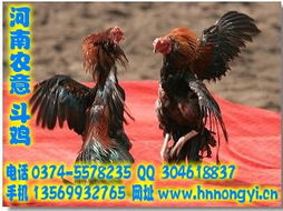湖南斗鸡苗与野鸭苗养殖及盐城家禽销售市场浅析