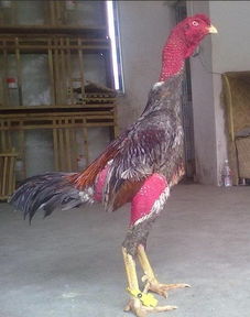 贵州越南斗鸡养殖与盐城家禽销售 联系与服务