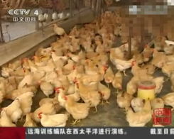 盐城家禽销售平稳，与广东销量大跌形成对比